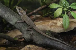 Godeffroys Winkelkopfagame, Hypsilurus godeffroyi