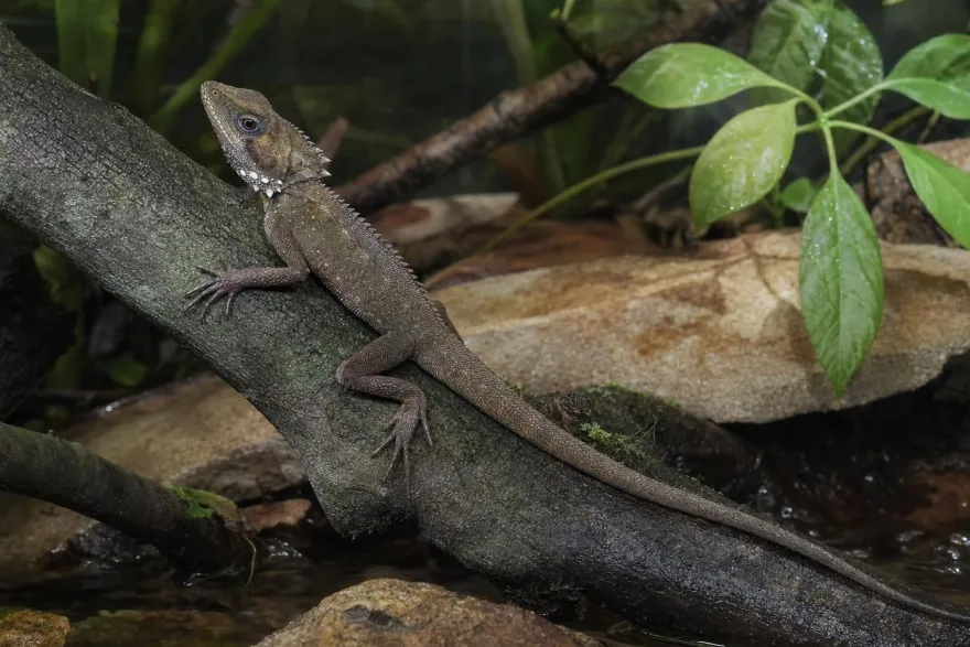 Godeffroys Winkelkopfagame, Hypsilurus godeffroyi