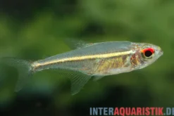 Goethes Harnischsalmler, Hoplocharax goethei