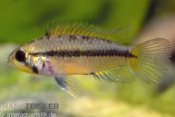 Goldbauch-Zwergbuntbarsch, Apistogramma atahualpa (paarweise)