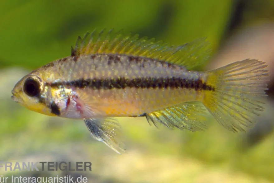 Goldbauch-Zwergbuntbarsch, Apistogramma atahualpa (paarweise)