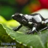Goldbaumsteiger Ancon Hill, Dendrobates auratus