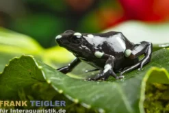 Goldbaumsteiger Ancon Hill, Dendrobates auratus