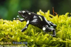 Goldbaumsteiger Ancon Hill, Dendrobates auratus