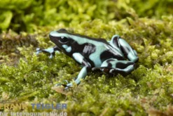 Goldbaumsteiger Bahia Solano, Dendrobates auratus