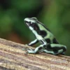 Goldbaumsteiger, Dendrobates auratus "Cahuita"