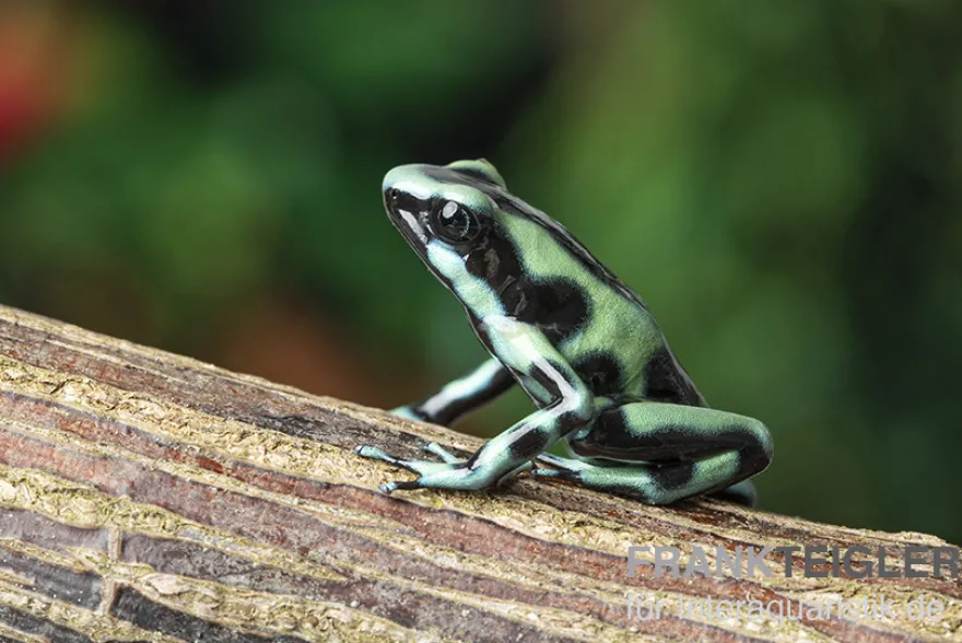 Goldbaumsteiger, Dendrobates auratus "Cahuita"