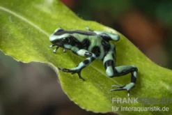 Goldbaumsteiger, Dendrobates auratus "Cahuita"