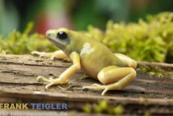 Goldbaumsteiger EI Oro, Dendrobates auratus