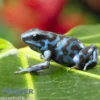 Goldbaumsteiger La Coca, Dendrobates auratus
