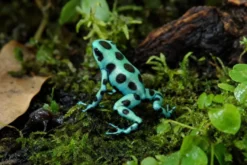 Goldbaumsteiger „Microspot“, Dendrobates auratus