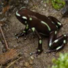 Goldbaumsteiger „Palmar Norte“, Dendrobates auratus