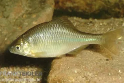 Gold-Bitterling, Rhodeus amarus, 4-8 cm (Kaltwasser)