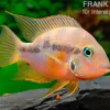 Goldbuntbarsch, Thorichthys aureus