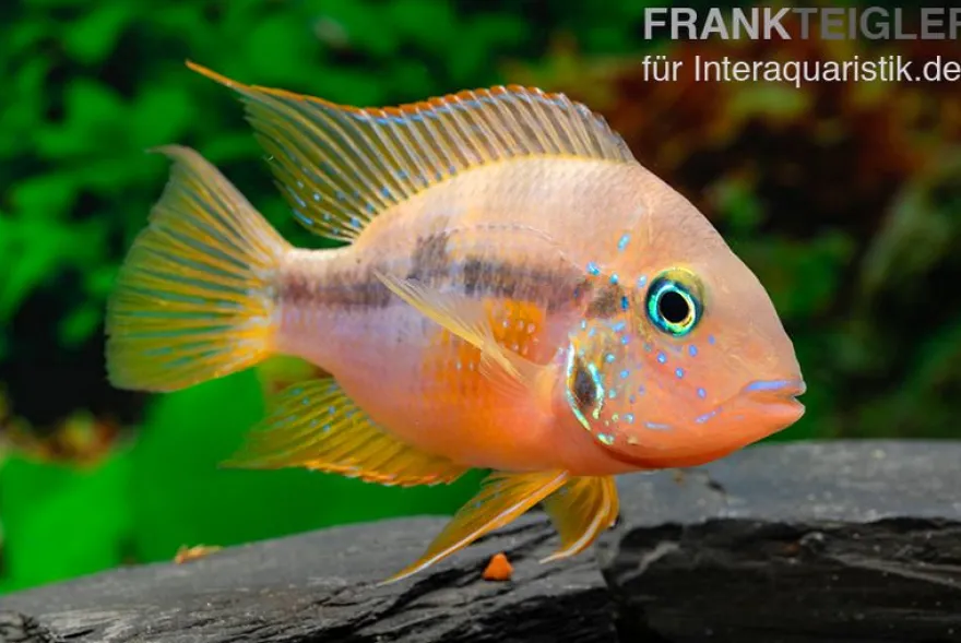Goldbuntbarsch, Thorichthys aureus