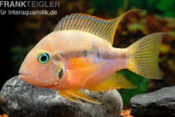 Goldbuntbarsch, Thorichthys aureus