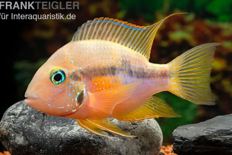 Goldbuntbarsch, Thorichthys aureus