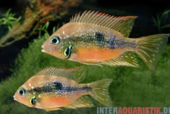 Goldbuntbarsch, Thorichthys aureus