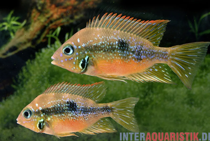 Goldbuntbarsch, Thorichthys aureus