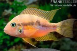 Goldbuntbarsch, Thorichthys aureus