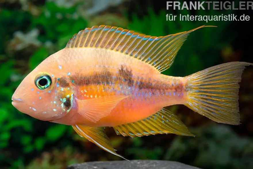 Goldbuntbarsch, Thorichthys aureus