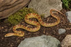 Golddust-Kornnatter, Pantherophis guttatus