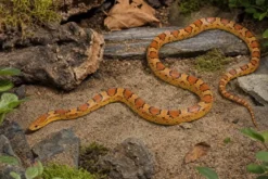 Golddust-Kornnatter, Pantherophis guttatus