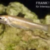 Gold-Elritze, Pimephales promelas, 3-4 cm (Kaltwasser)