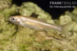 Gold-Elritze, Pimephales promelas, 3-4 cm (Kaltwasser)