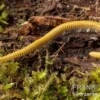 Golden-Cave-Tausendfüßer, Spiroboulus sp. “Golden Cave”