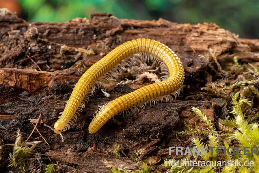 Golden-Cave-Tausendfüßer, Spiroboulus sp. “Golden Cave”