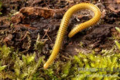 Golden-Cave-Tausendfüßer, Spiroboulus sp. “Golden Cave”