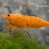 Golden Dust Garnele, Neocaridina davidi