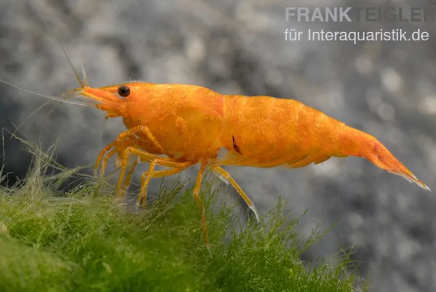 Golden Dust Garnele, Neocaridina davidi