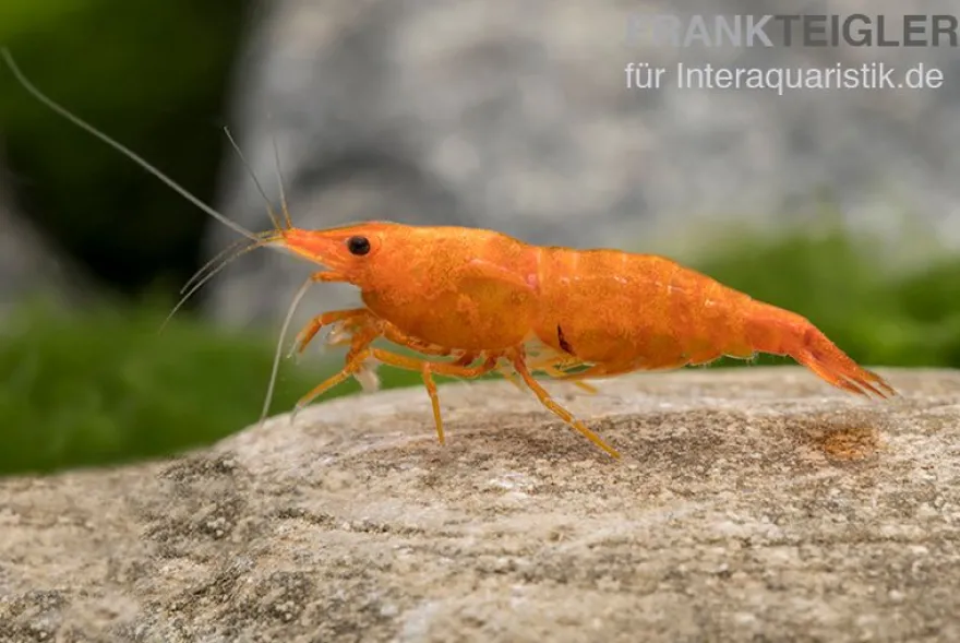 Golden Dust Garnele, Neocaridina davidi
