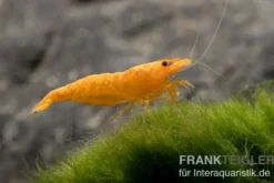 Golden Dust Garnele, Neocaridina davidi