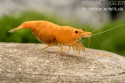 Golden Dust Garnele, Neocaridina davidi