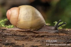 Goldene Greville's Achatschnecke, Archachatina marginata grevillei "Gold"