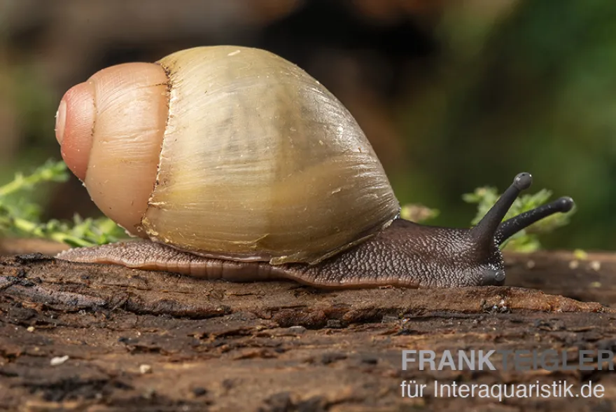 Goldene Greville's Achatschnecke, Archachatina marginata grevillei "Gold"