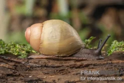 Goldene Greville's Achatschnecke, Archachatina marginata grevillei