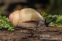 Goldene Greville's Achatschnecke, Archachatina marginata grevillei