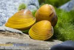 Goldene Körbchenmuschel, Corbicula javanicus (Warm- & Kaltwasser)