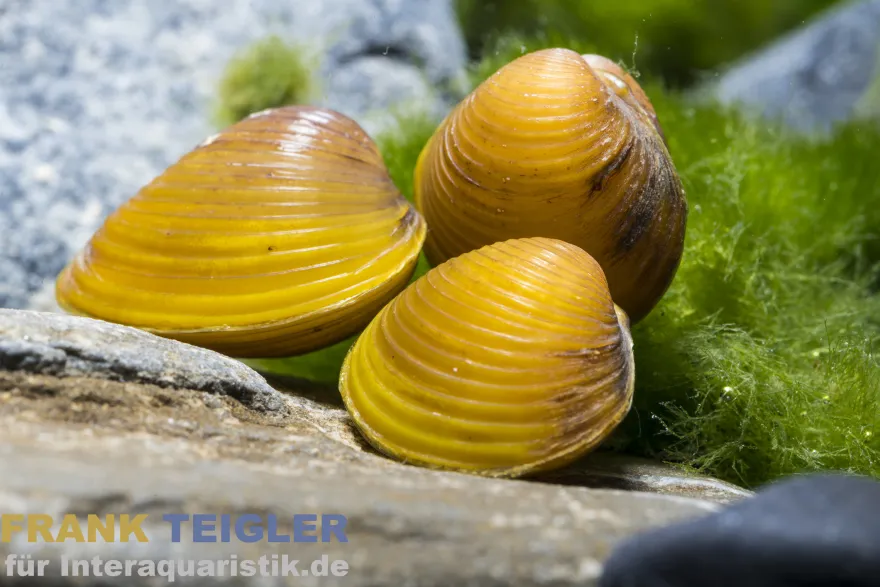 Goldene Körbchenmuschel, Corbicula javanicus (Warm- & Kaltwasser)