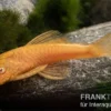 Goldener Antennenwels, Ancistrus sp. Gold, Größe S (2-4 cm)