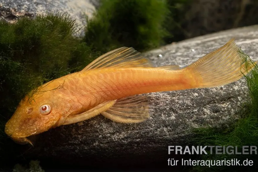 Goldener Antennenwels, Ancistrus sp. Gold, Größe S (2-4 cm)