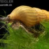 Goldene Raubturmdeckelschnecke, Anentome helena