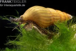 Goldene Raubturmdeckelschnecke, Anentome helena