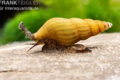 Goldene Raubturmdeckelschnecke, Anentome helena