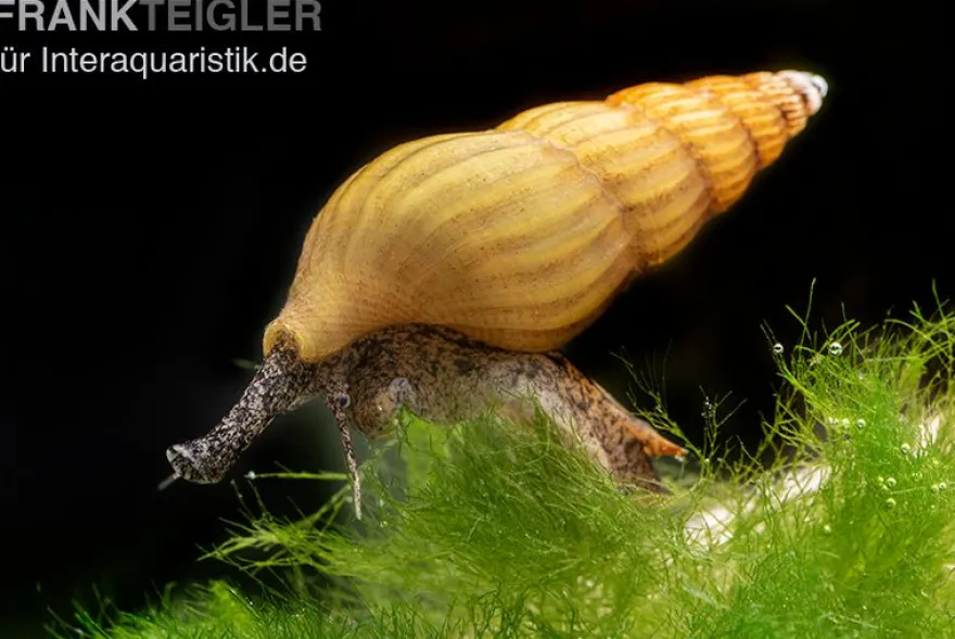 Goldene Raubturmdeckelschnecke, Anentome helena