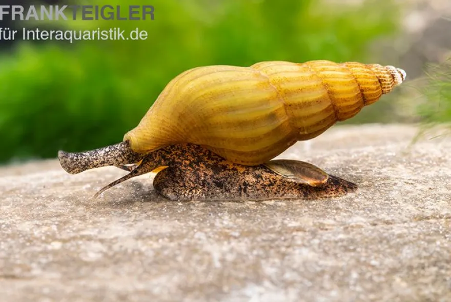 Goldene Raubturmdeckelschnecke, Anentome helena